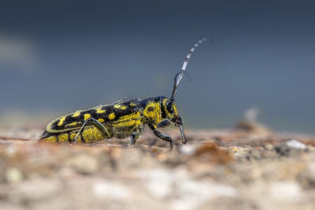 longhorn beetle, beetle, insect-6390679.jpg