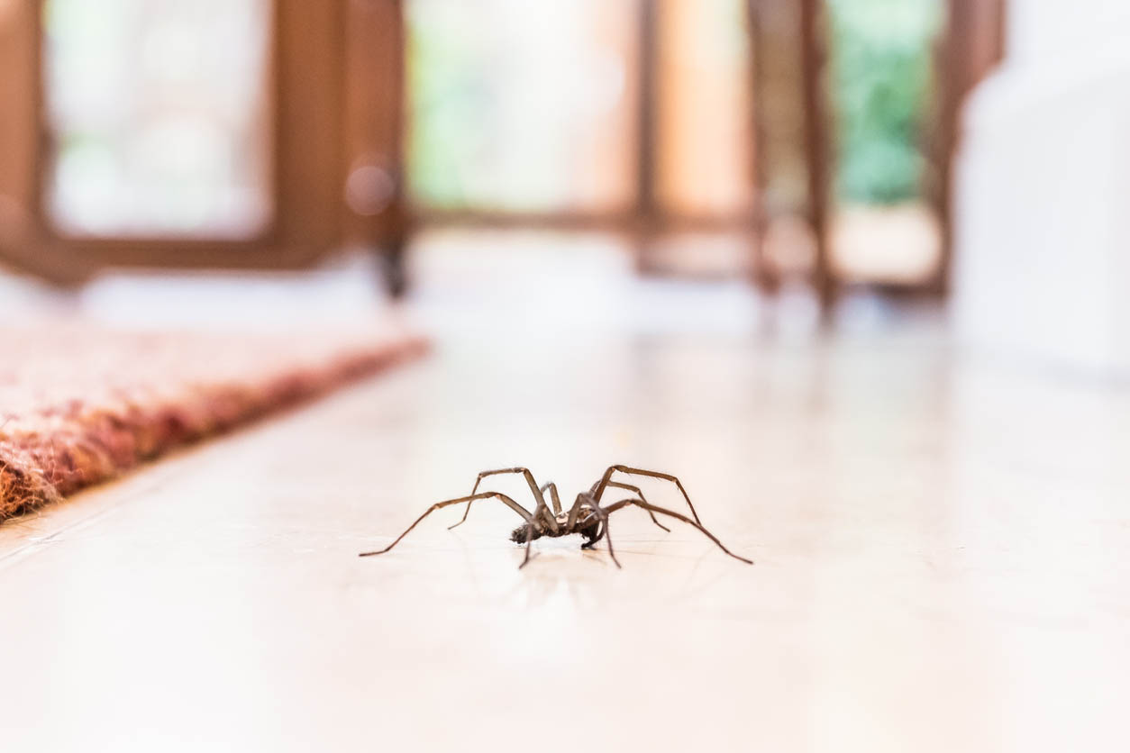 5 Effective Ways to Control Spider Spreading QS Pest Control