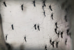 Mosquitos in Sydney