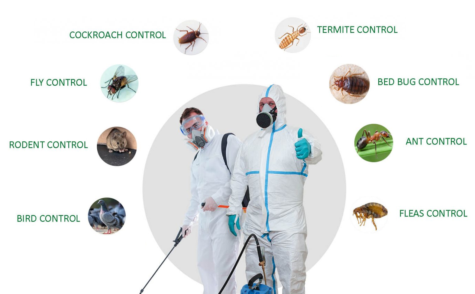 Common Diseases Caused by Pests in Sydney QS Pest Control