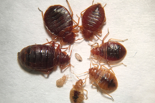 Photo of several bed bugs at different ages in a circle from smallest to largest