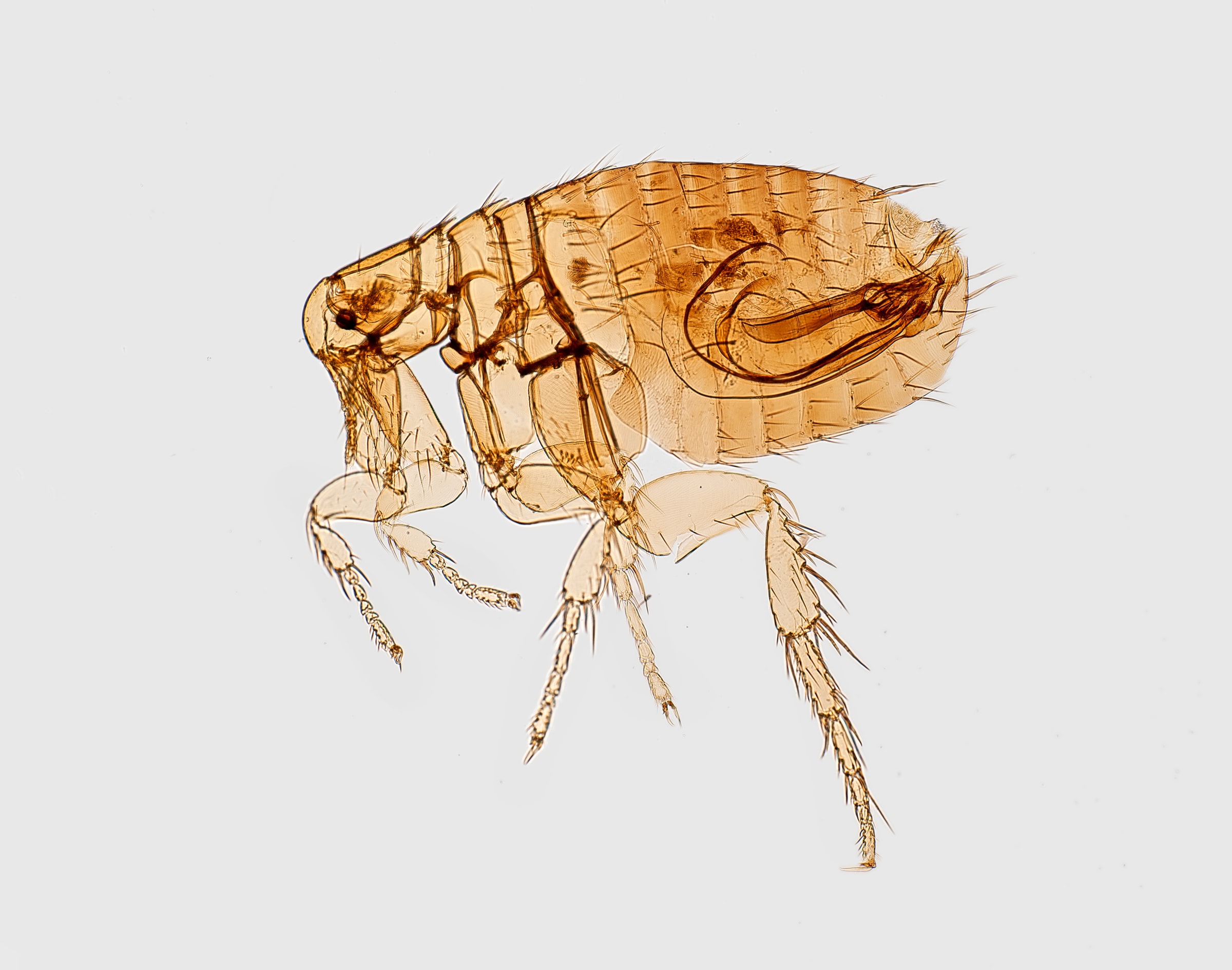 Zoomed in inspection of a brown flea