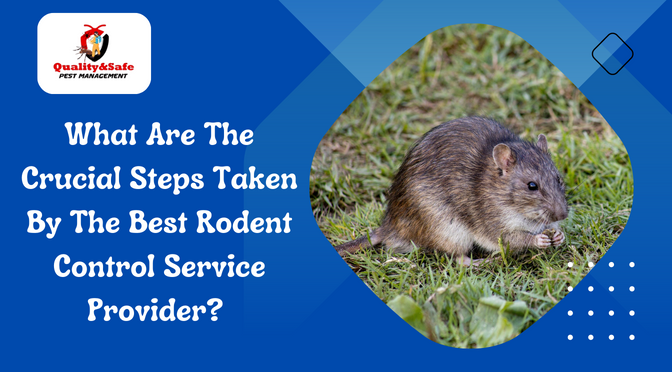 Rodent Control Service Sydney