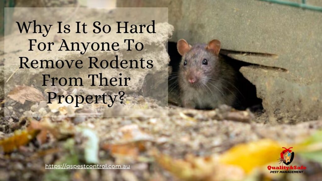 Rodent Removal