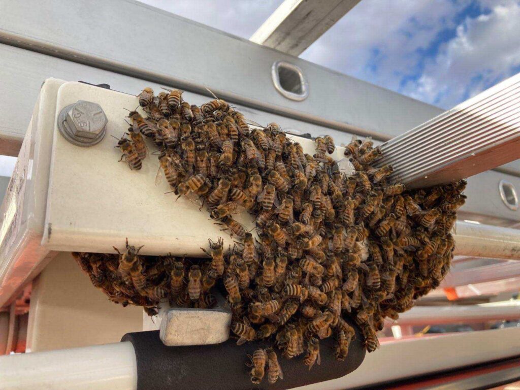 Bees Control