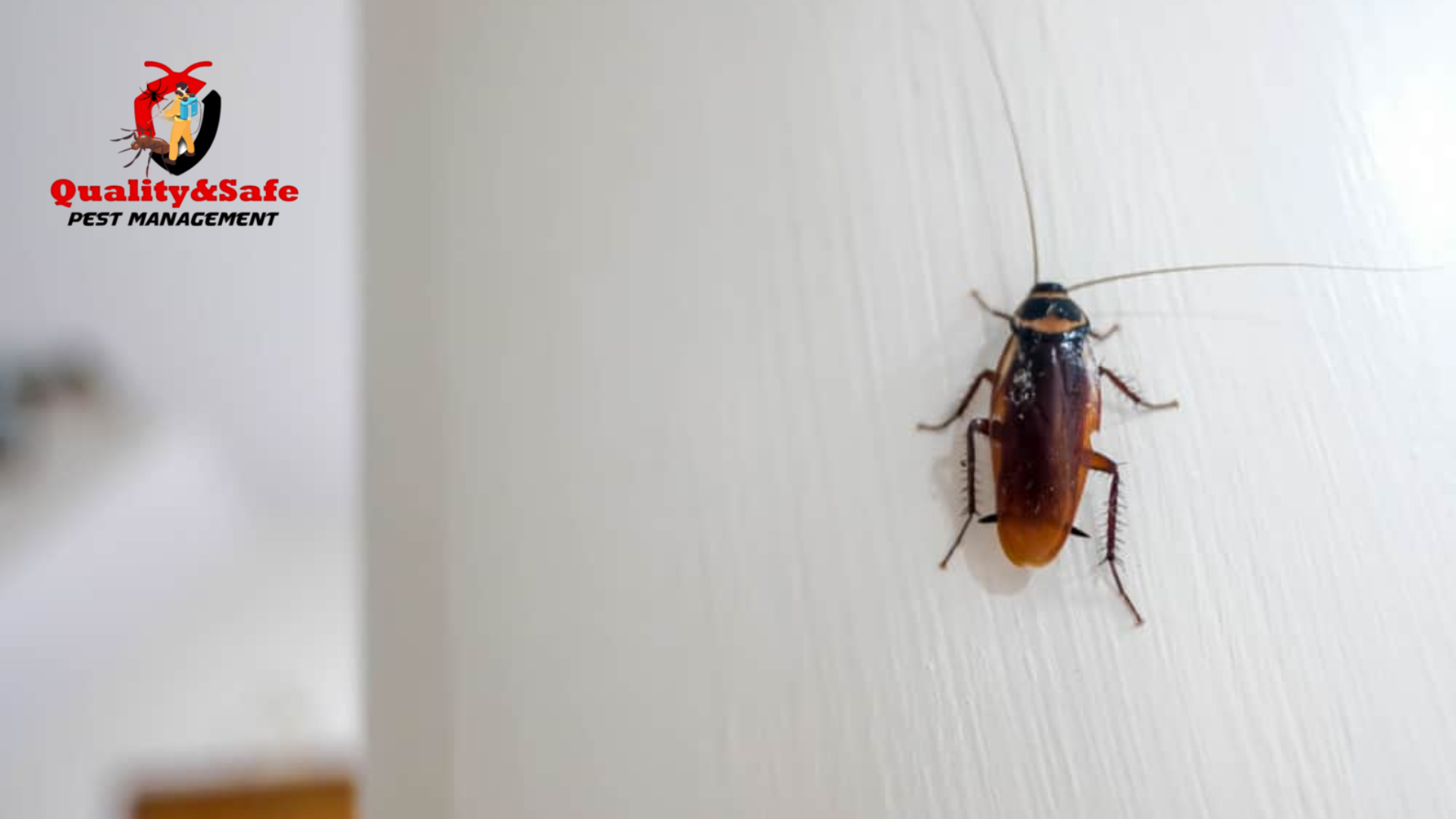 How Can You Prevent Cockroaches From Infesting Your New Home? | qspestcontrol