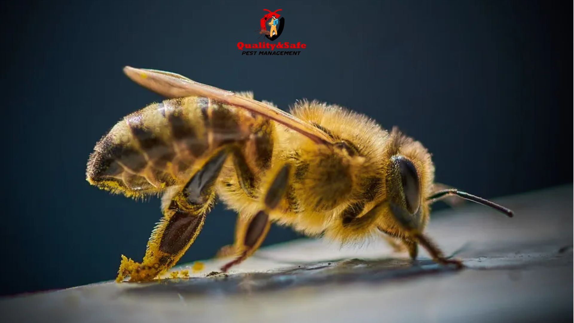 Why Have Bees Invaded Your Home and How Can You Get Rid of Them? | qspestcontrol