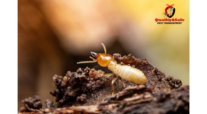 Termite Pest Control Windsor
