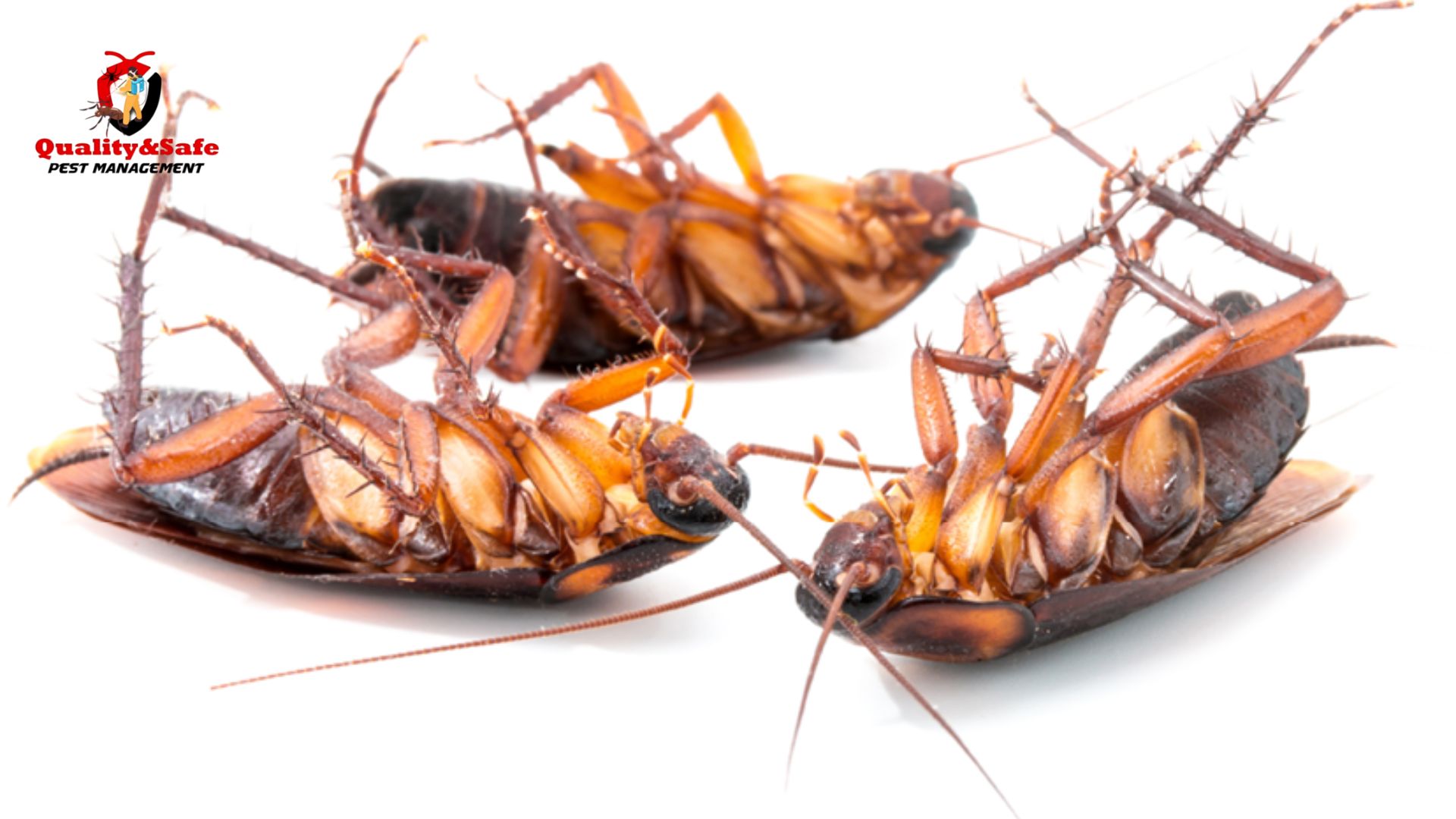 Know the Potential Health Risks & Consequences Associated With Pests