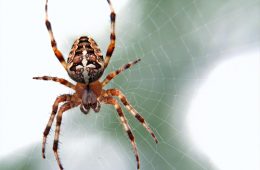 Spider of brown, orange white colour in spun spiderweb