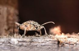 Single silverfish insect on timber wood