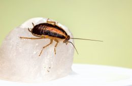 Image of cockroach on white stone