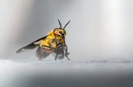 Image of single bee with close up on eyes
