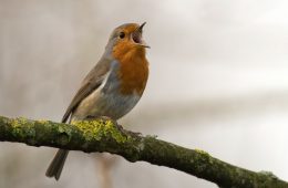 Photo of small orange and brown bird chirping on branch