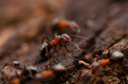 Focus image on ant in dirt surrounded by other ants