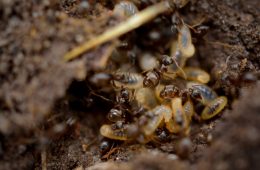 Multiple termites in dirt