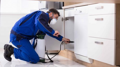 Man applying pest control products in a cupboard of a kitchen bench